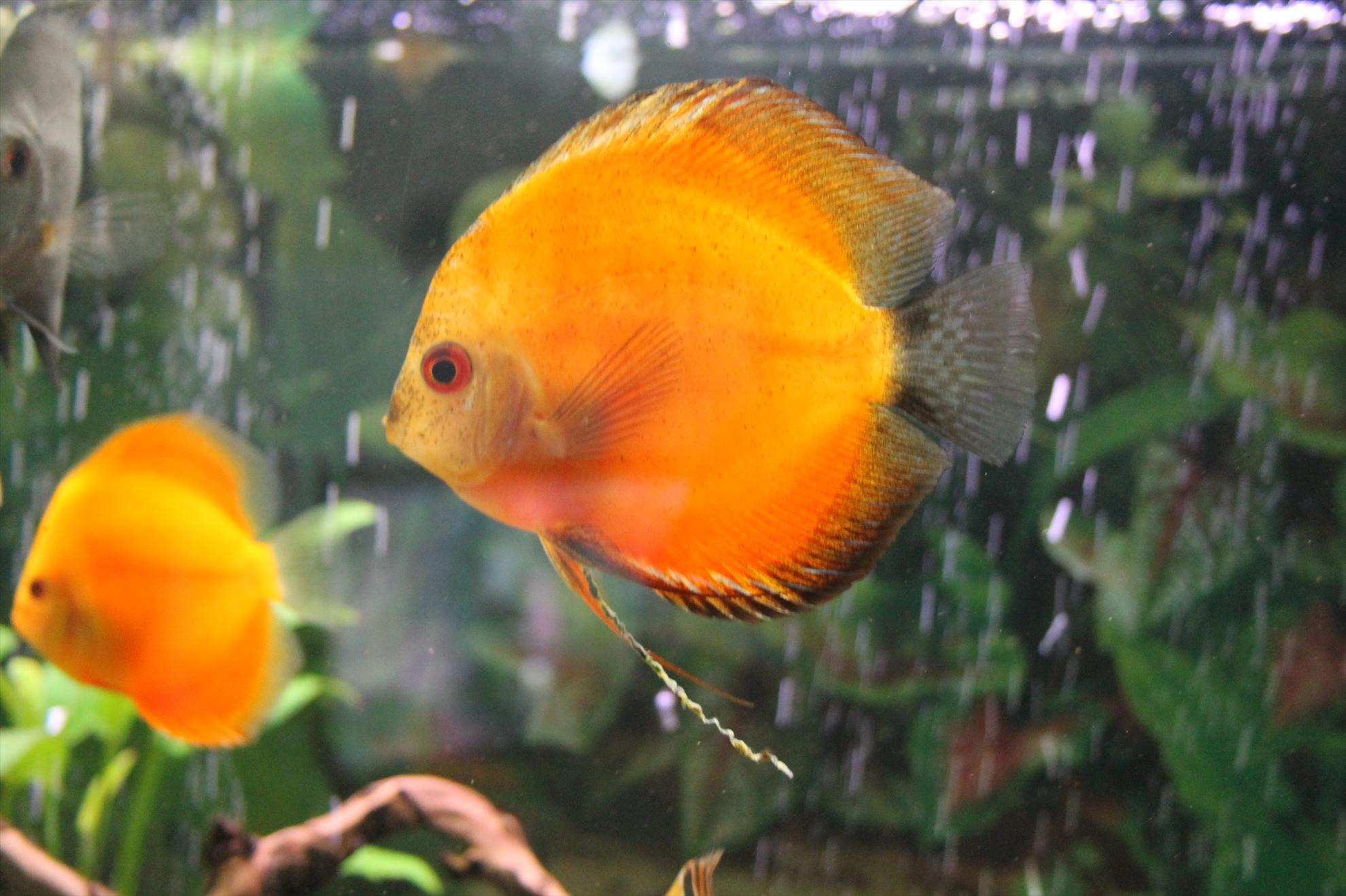 My new passion...1 - 1-14.JPG